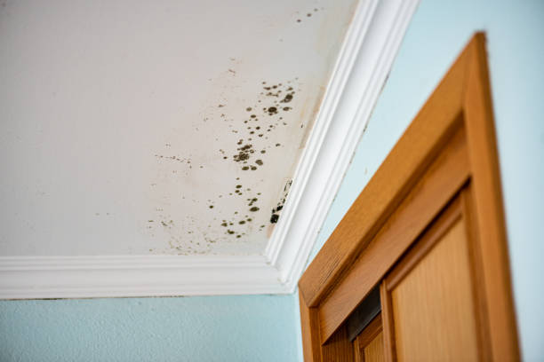 Best Mold Prevention Services  in Olive Hill, KY